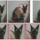 Foto: Google Brain